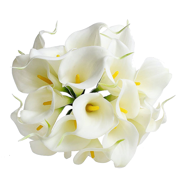 Calla Transparent PNG Image