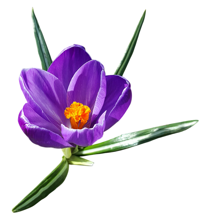 Crocus Background Transparent PNG Image