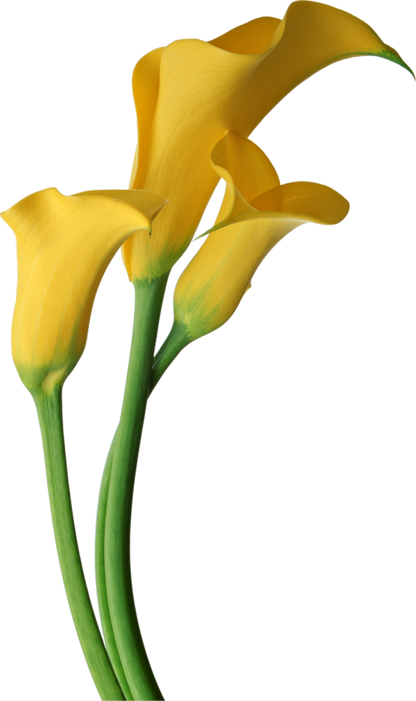 Calla Transparent PNG Image