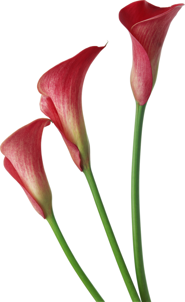 Calla Transparent PNG Image