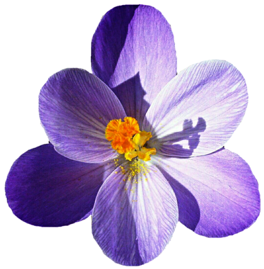 Crocus Transparent PNG Image
