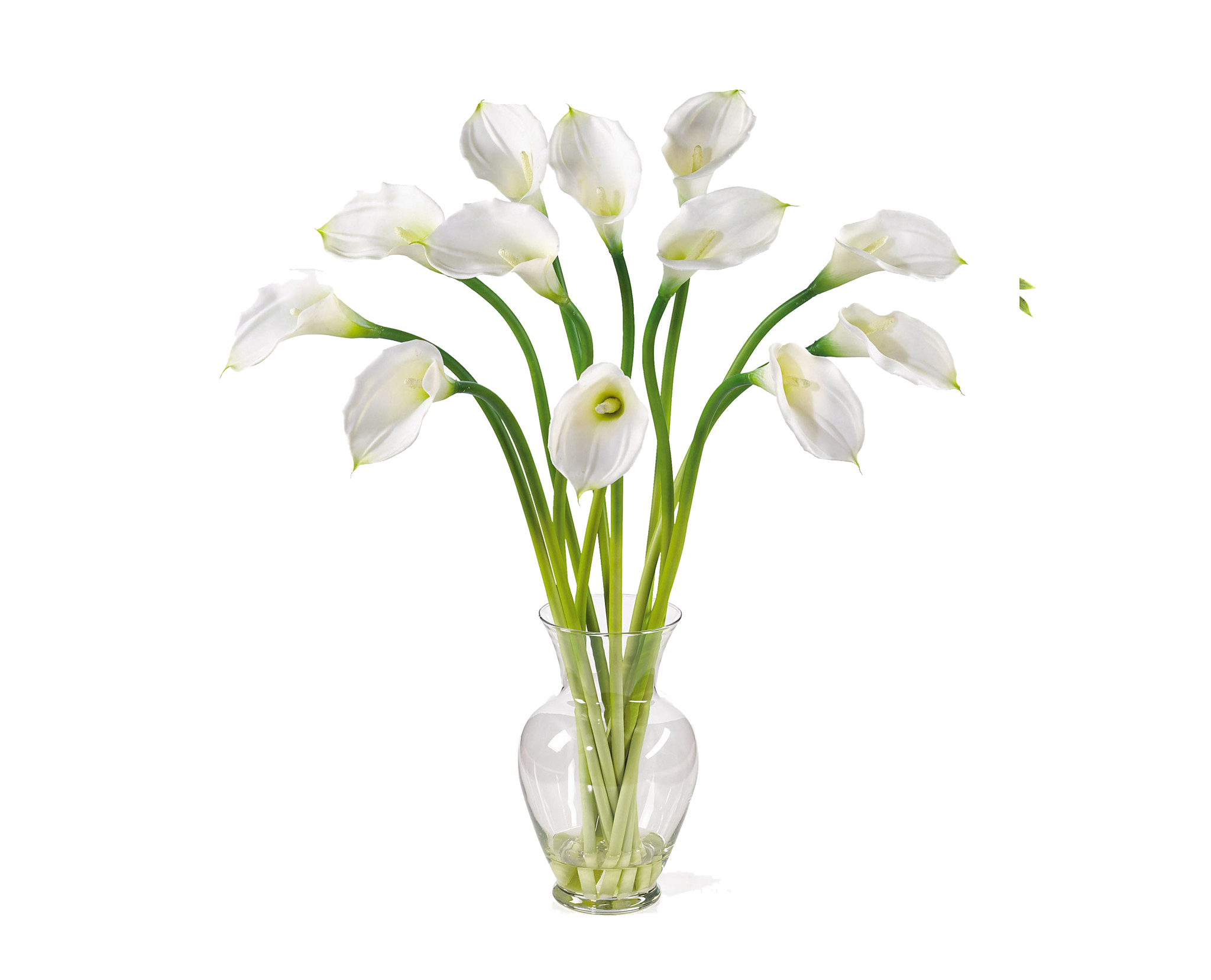 Calla Transparent PNG Image