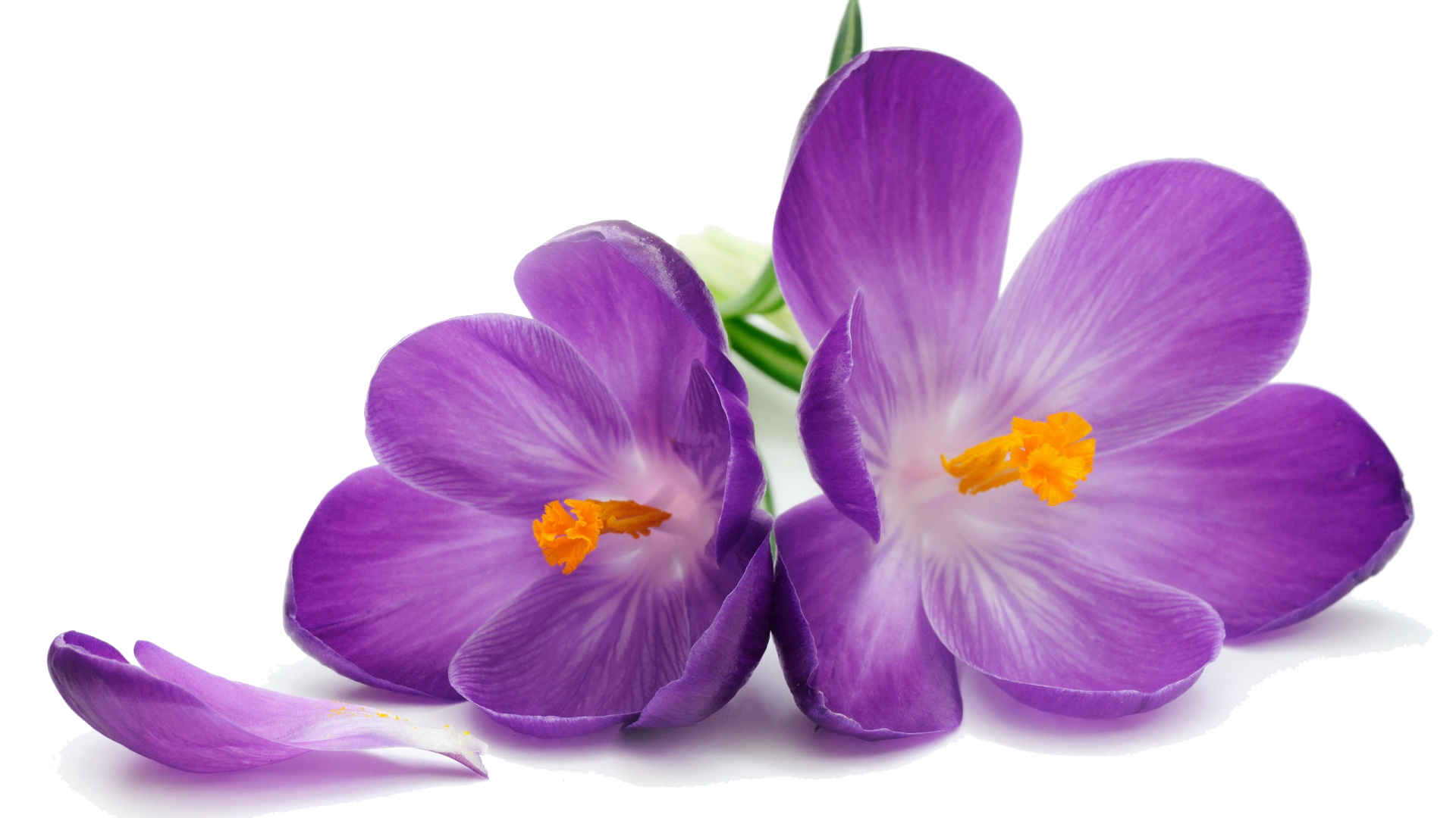 Crocus Transparent PNG Image