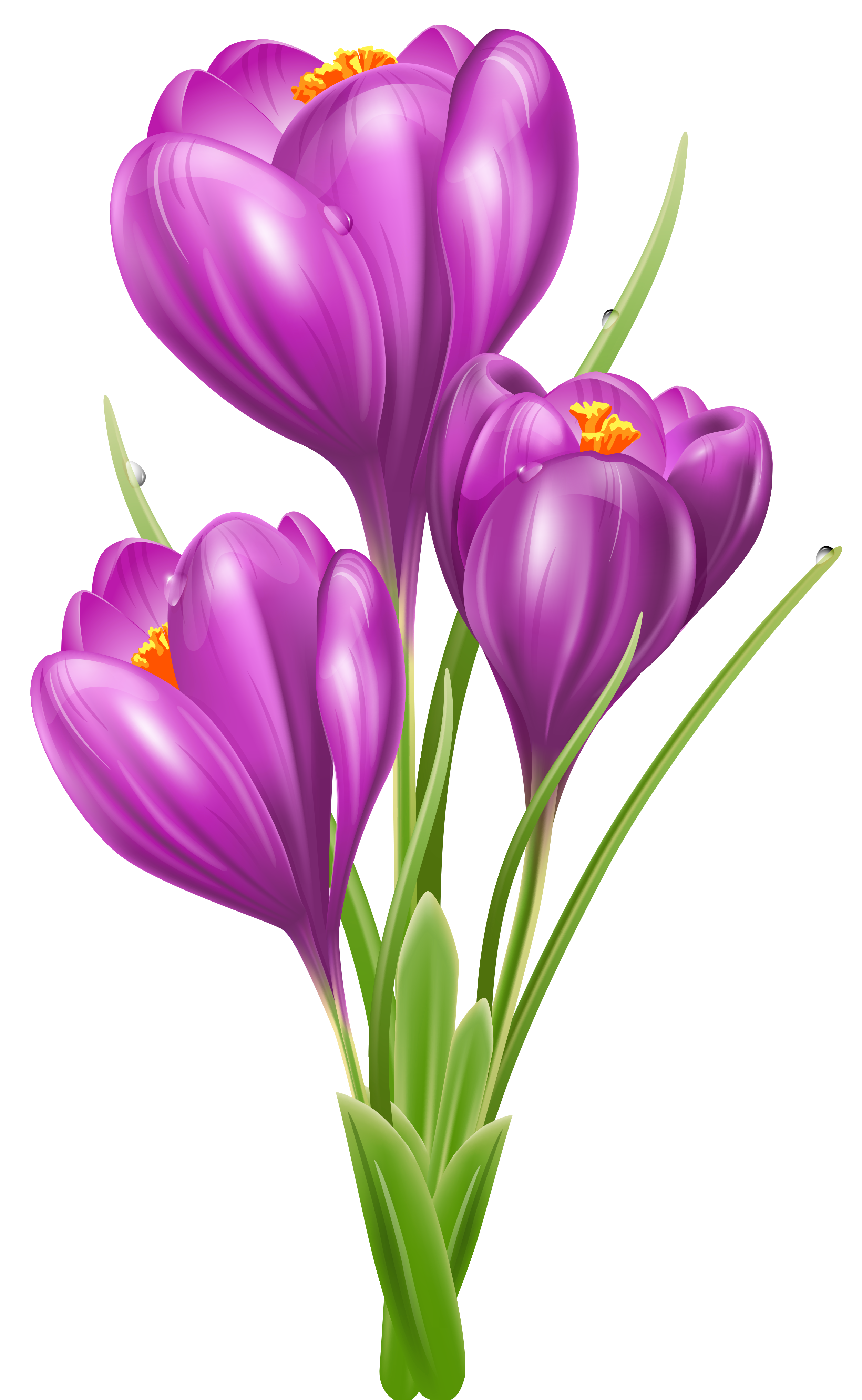 Crocus Transparent PNG Image