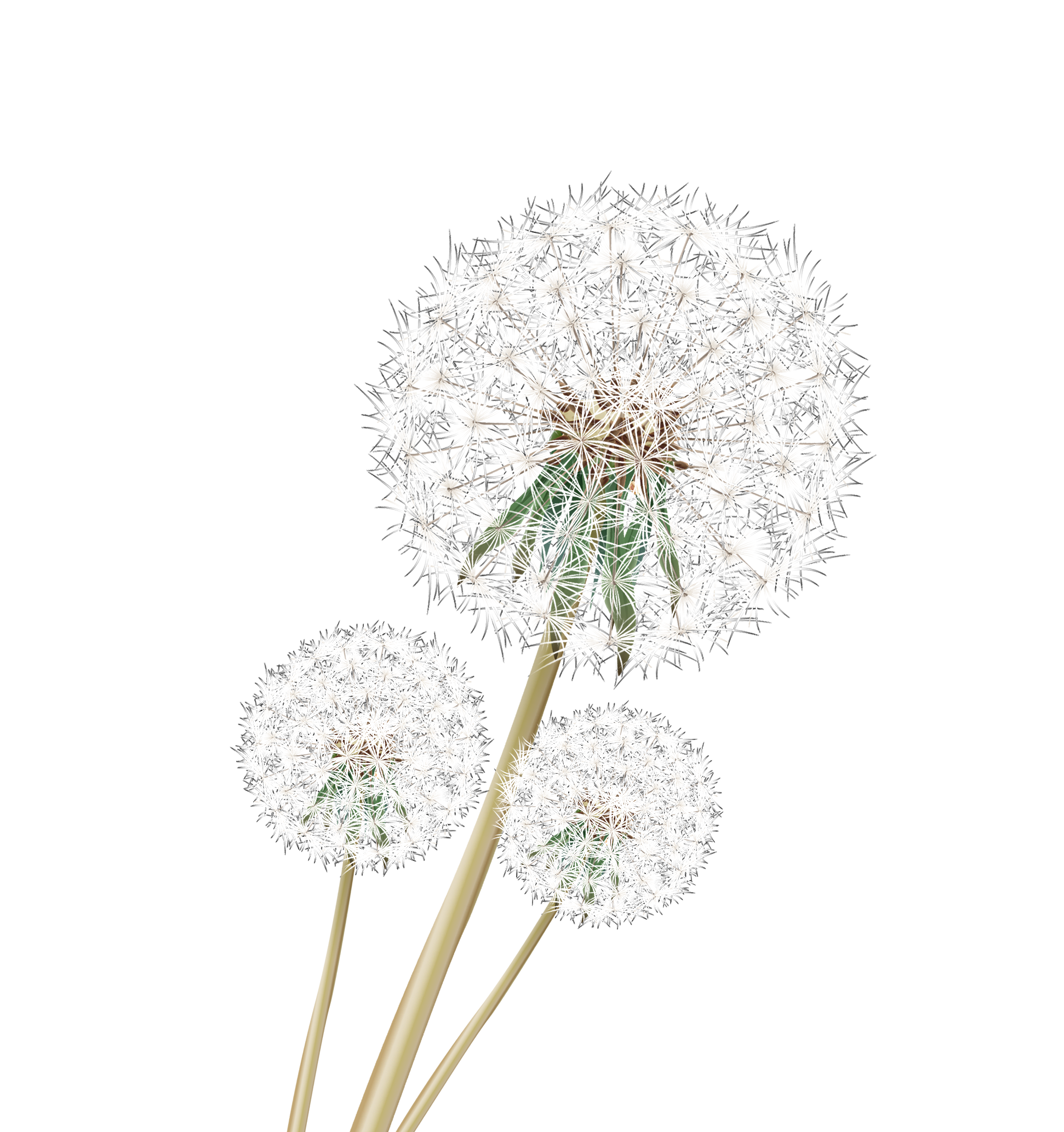 Google Vivid Dandelion Transparent PNG Image