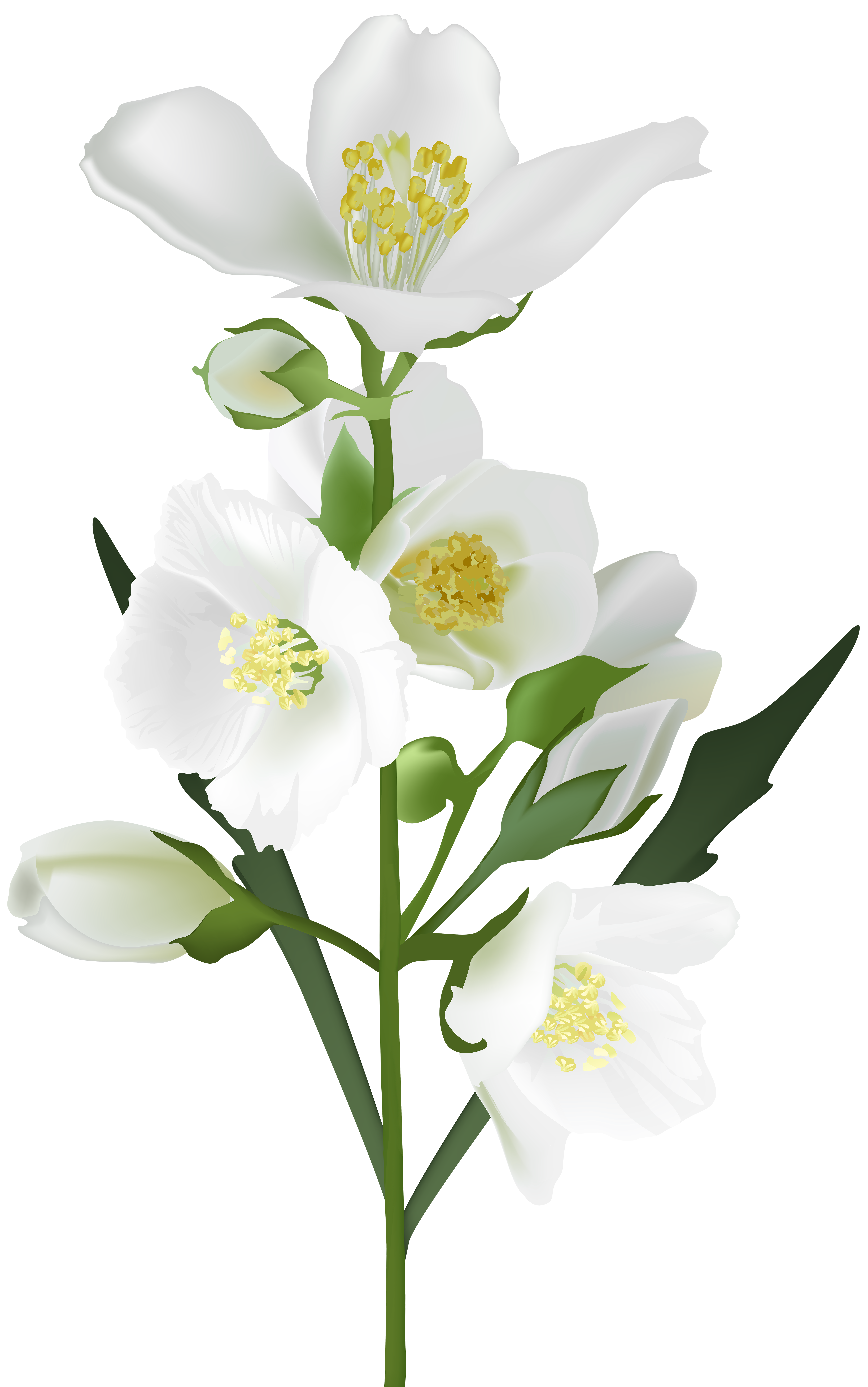 White Flower Jasmine Transparent PNG Image