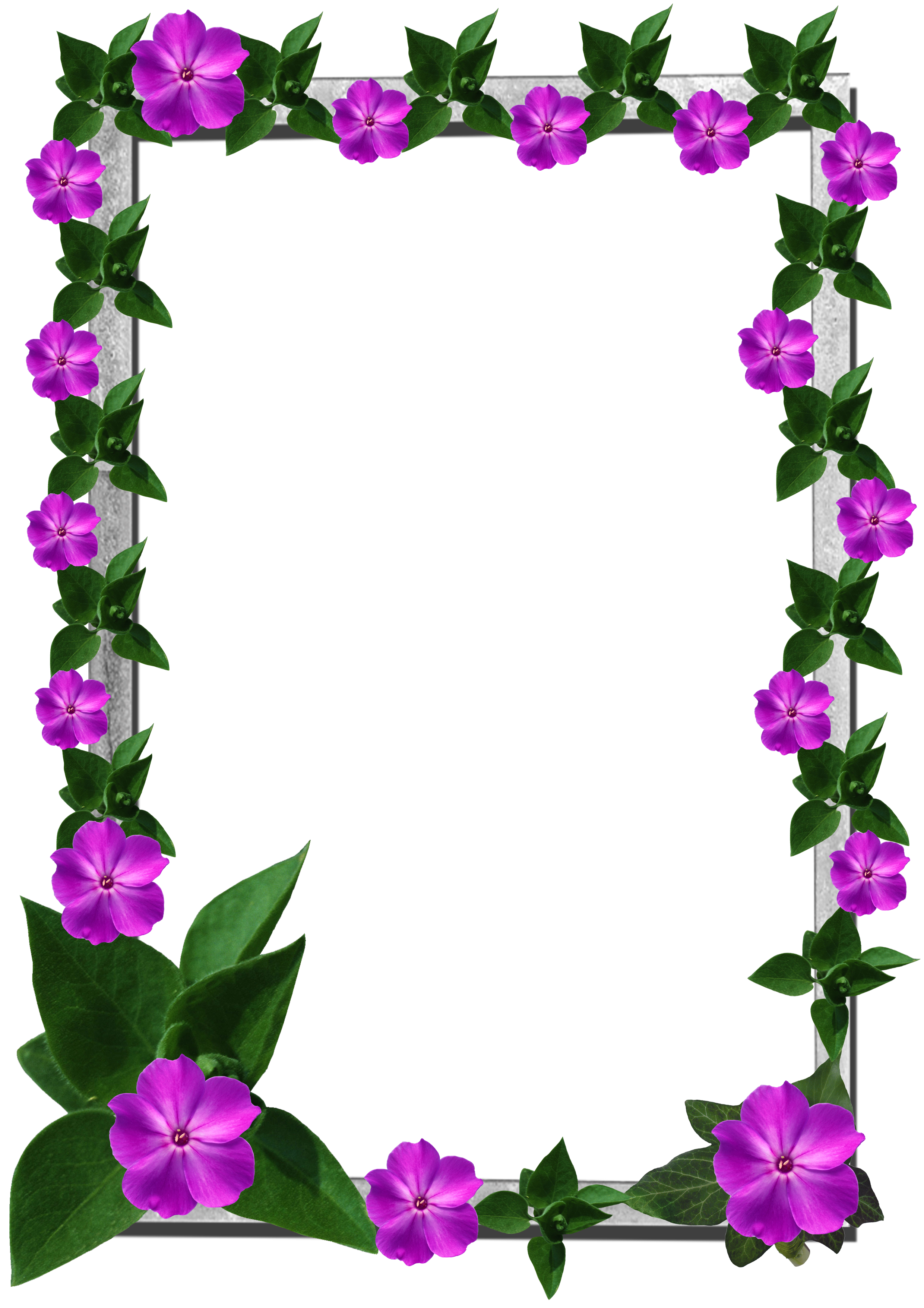 Frames Frame Flower Transparent PNG Image