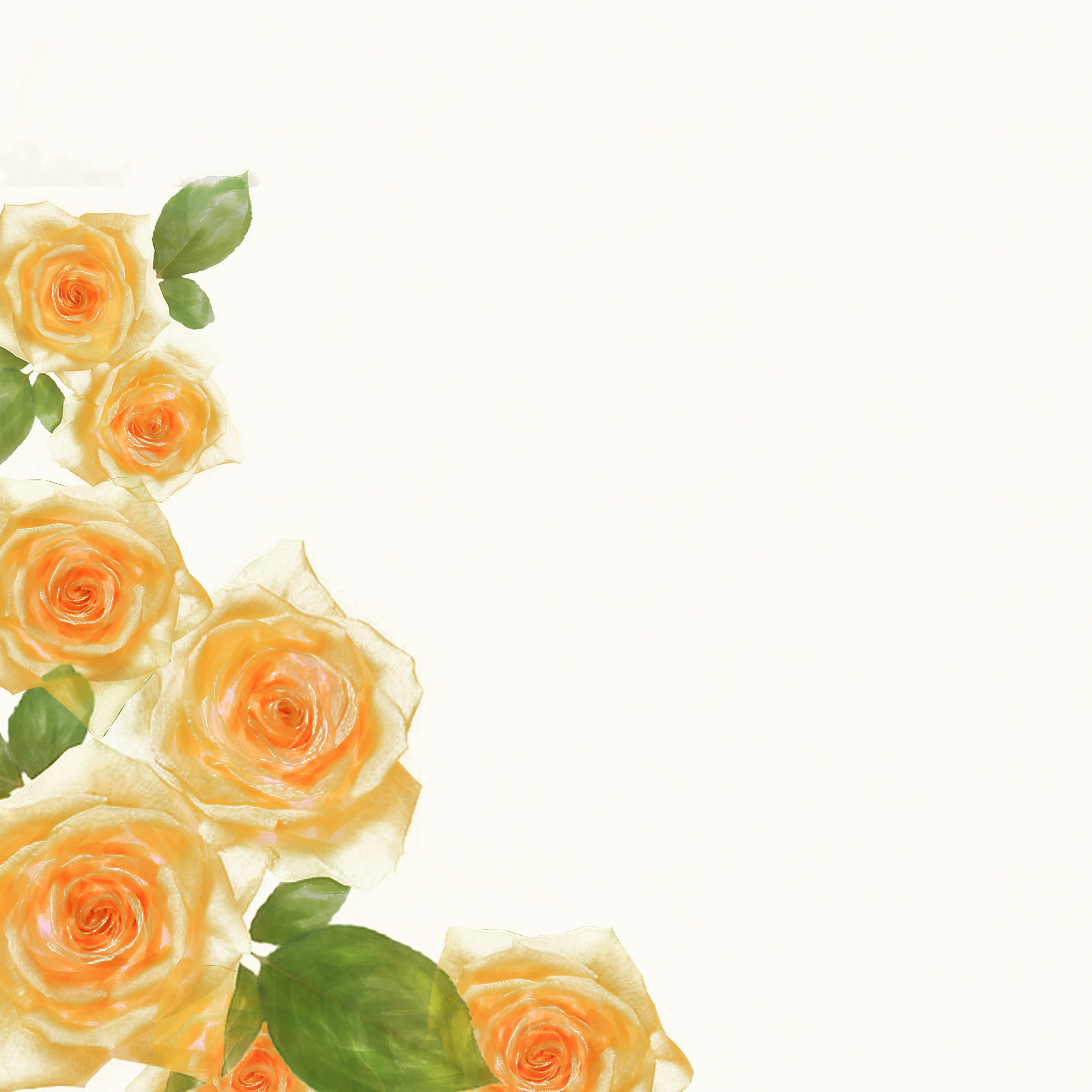Watercolor Rose Border Floral Albums Transparent PNG Image