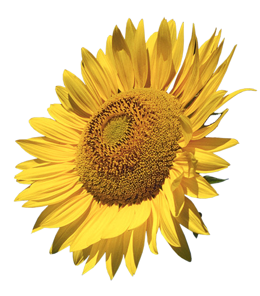 Common Sunflower Transparent PNG Image