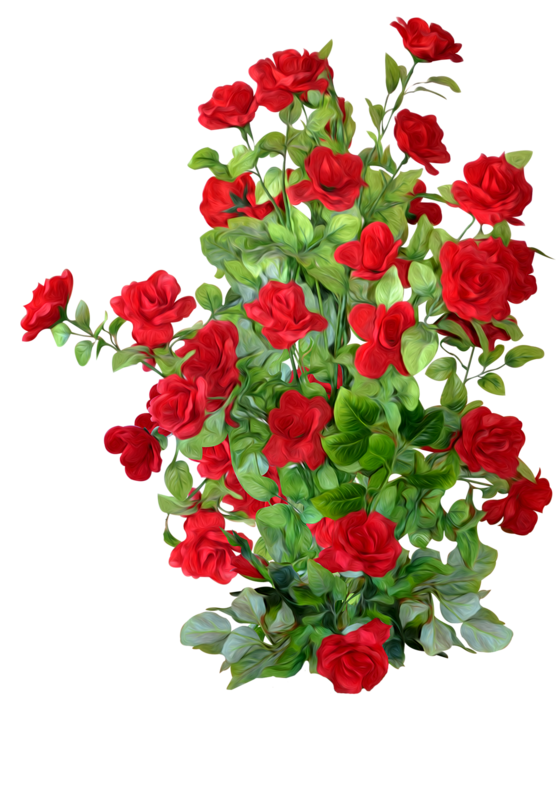 Petal Rose Roses Shrub Garden Transparent PNG Image
