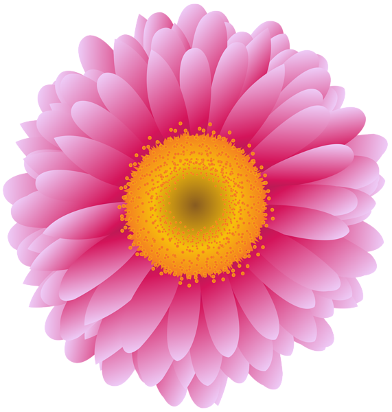 Pink Flower graphy Transvaal Daisy Royaltyfree Stock Transparent PNG Image