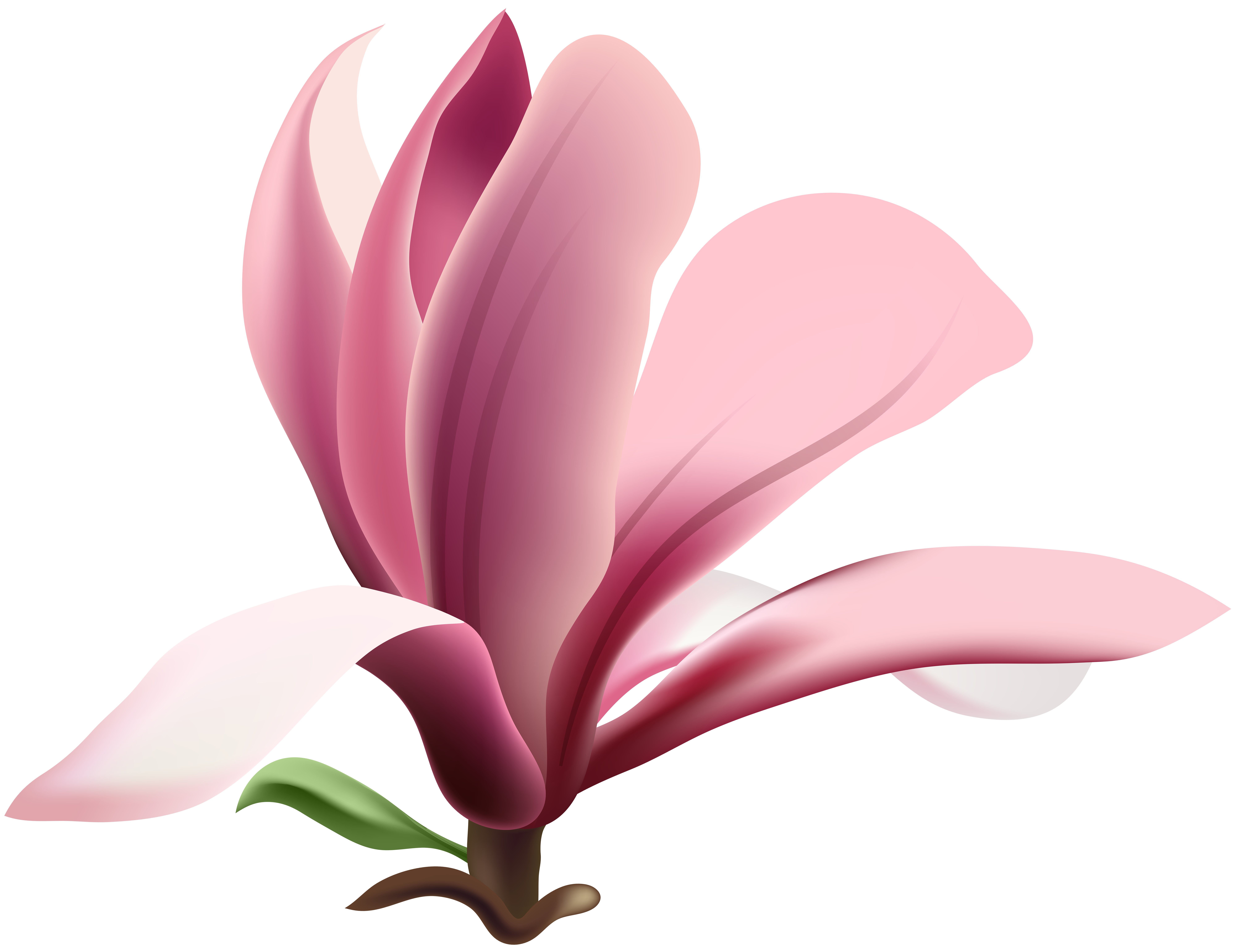 Pink Petal Magnolia Flower Heart Transparent PNG Image