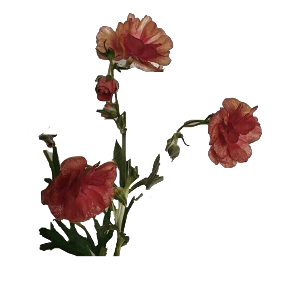 Flower Art Aesthetic Transparent PNG Image