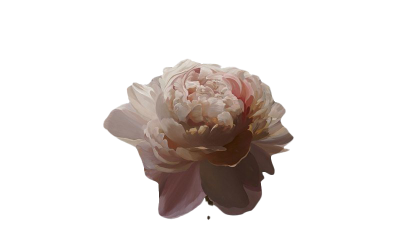 Flower Art Aesthetic Transparent PNG Image