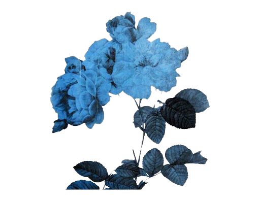 Flower Art Aesthetic Transparent PNG Image