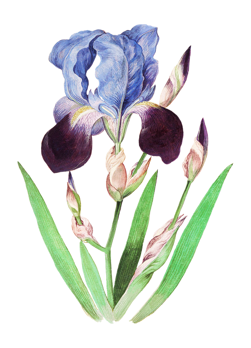 Vector Flower Artwork Transparent PNG Image