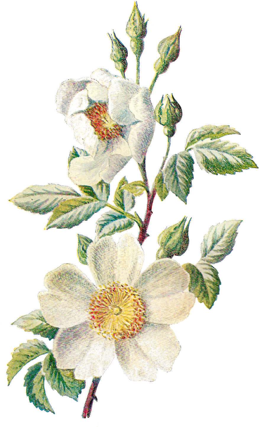Flower Artwork Transparent PNG Image
