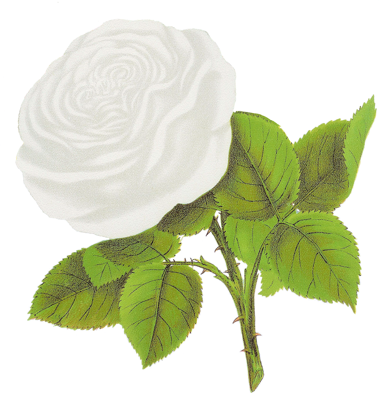 Flower Artwork Transparent PNG Image