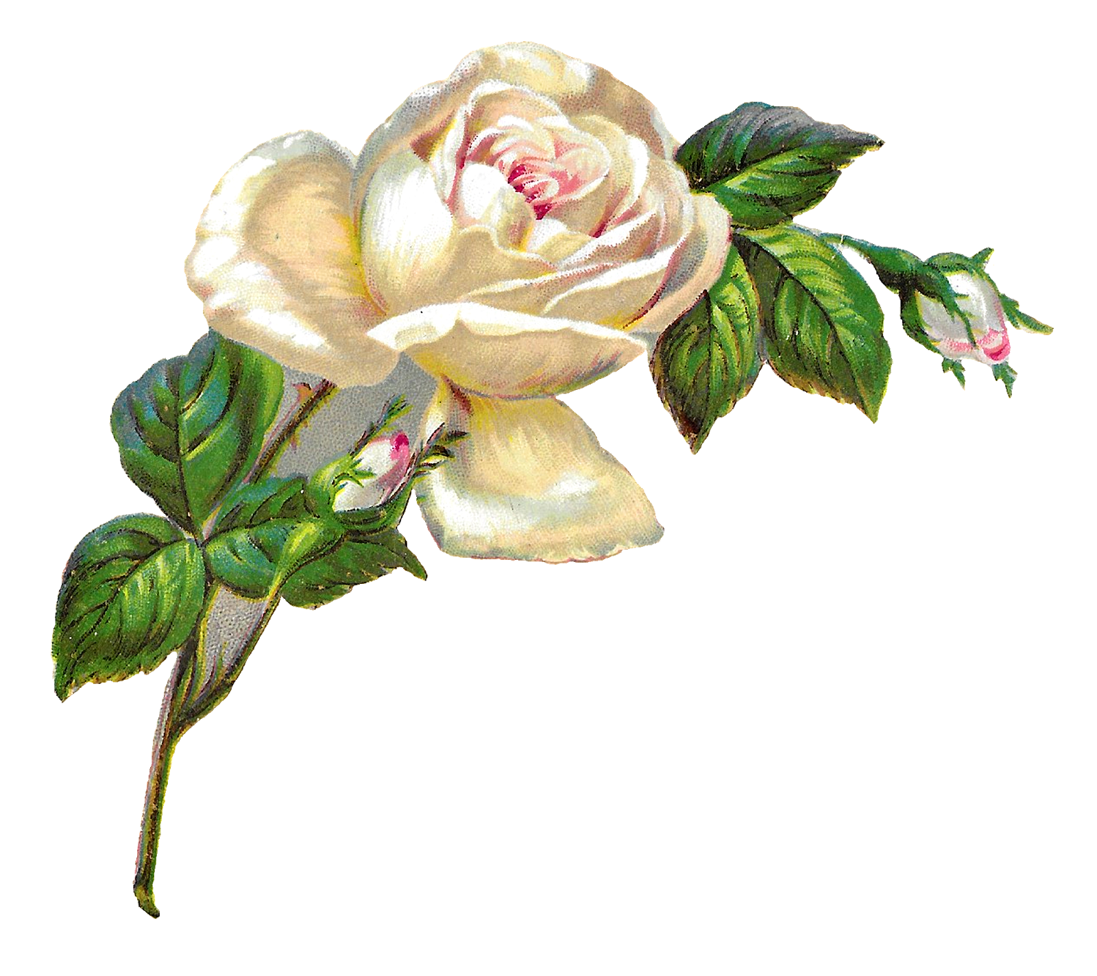 Flower Artwork Transparent PNG Image