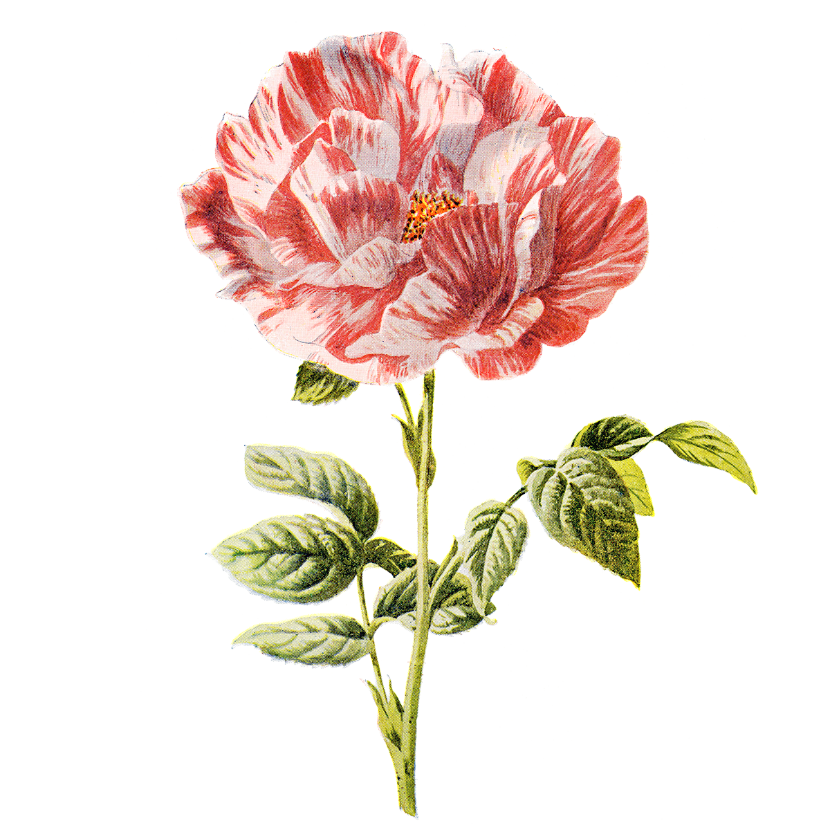 Flower Artwork Transparent PNG Image