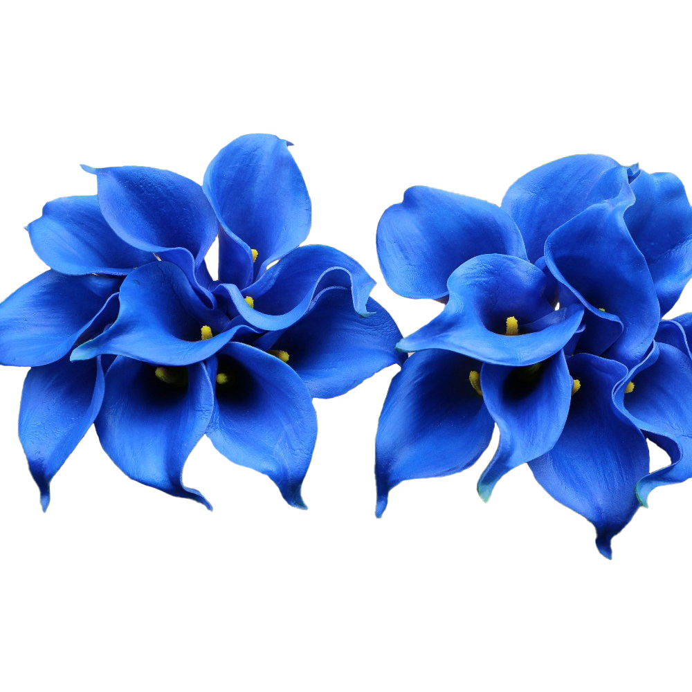 Blossom Lily Calla Transparent PNG Image