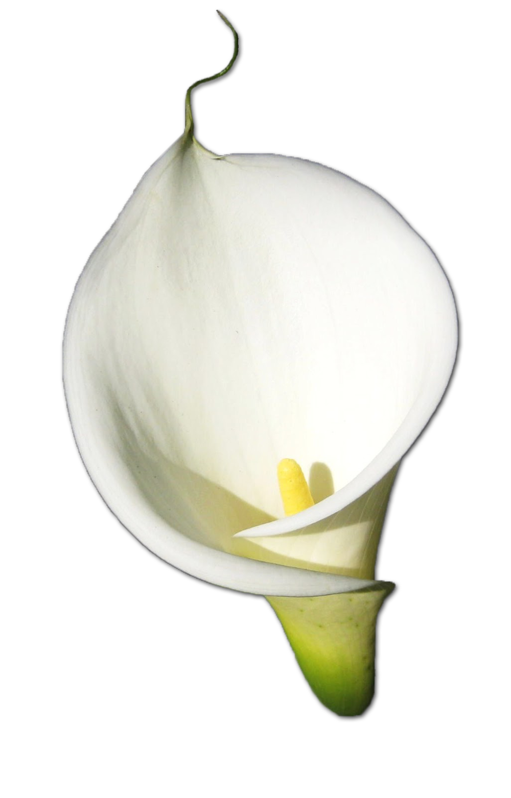 Blossom Lily Calla File Transparent PNG Image