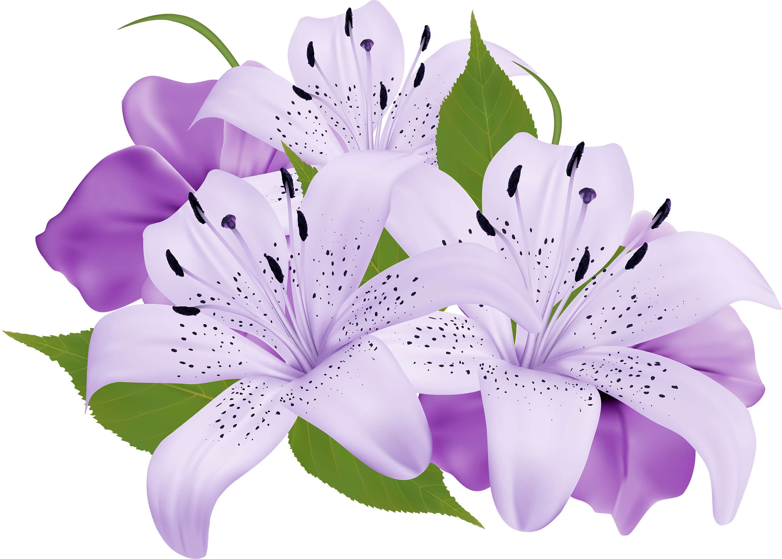 Blossom Lily Calla Transparent PNG Image
