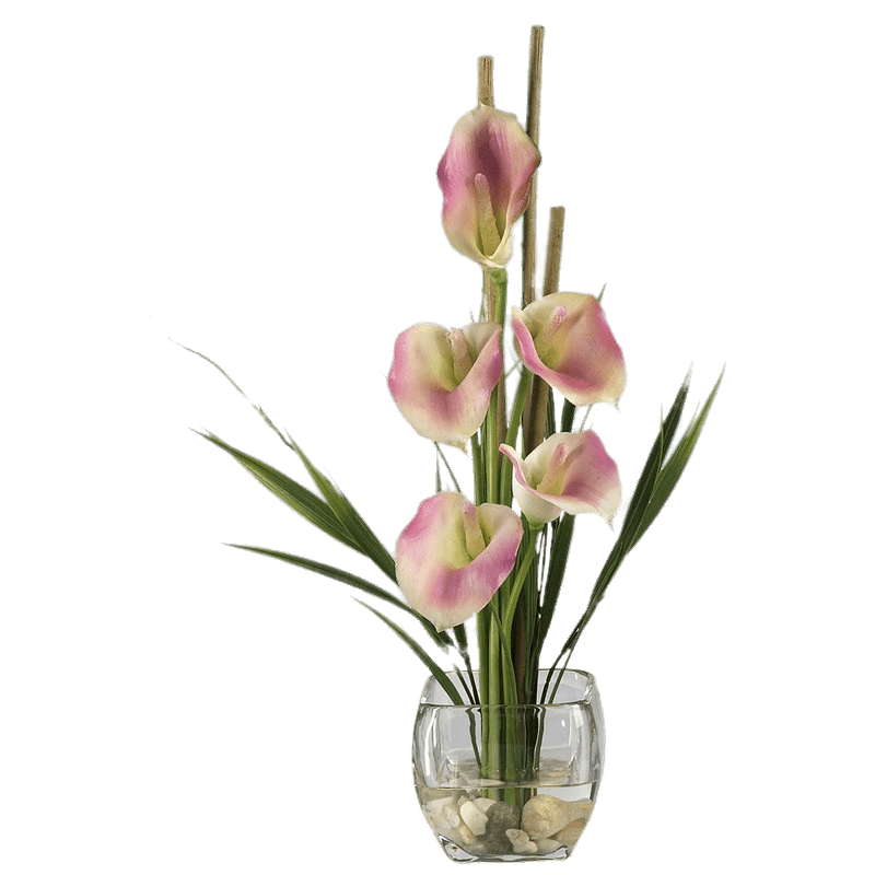 Botany Lily Calla Transparent PNG Image