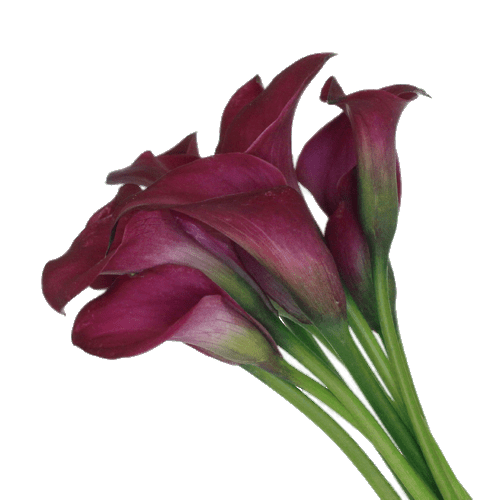 Botany Lily Calla Transparent PNG Image