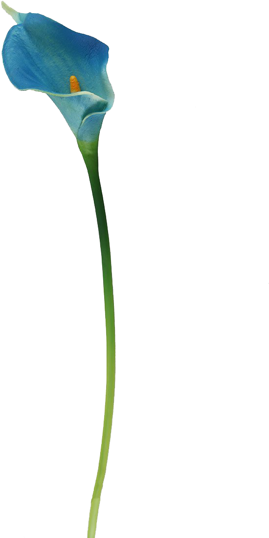 Botany Lily Calla Transparent PNG Image