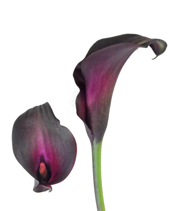 Botany Lily Calla Transparent PNG Image