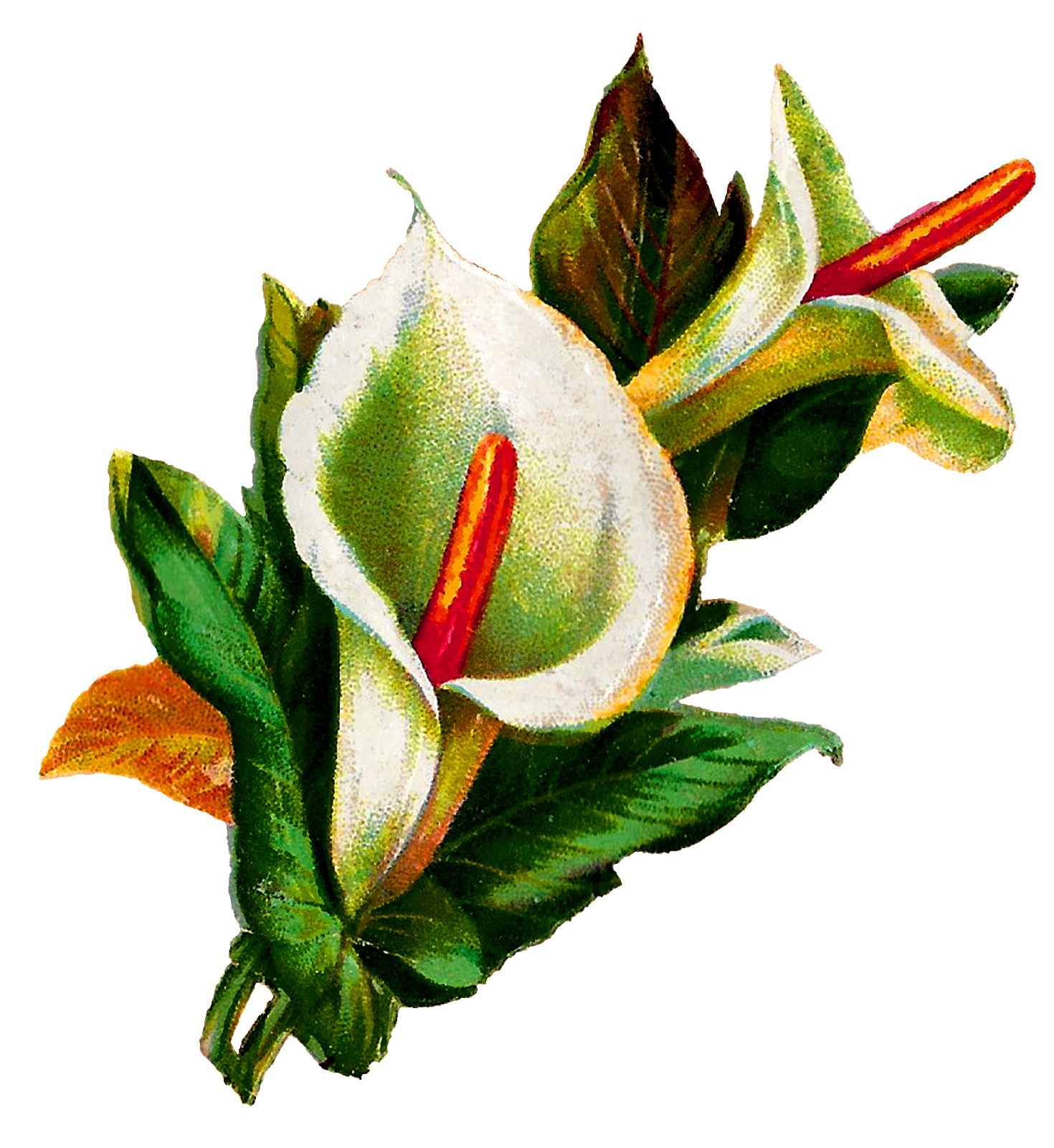 Lily Calla Transparent PNG Image