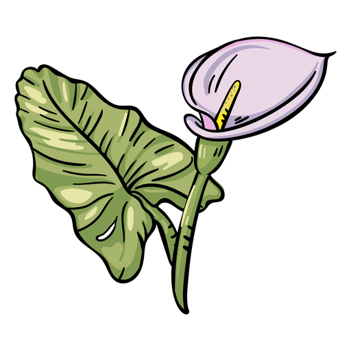 Lily Calla Transparent PNG Image