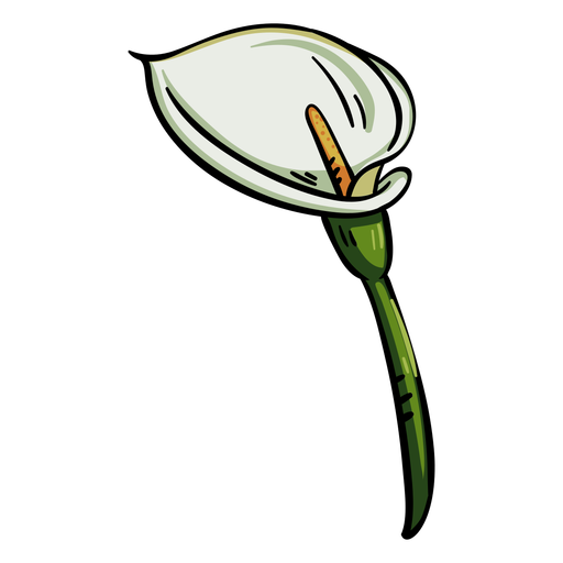 Lily Calla Transparent PNG Image