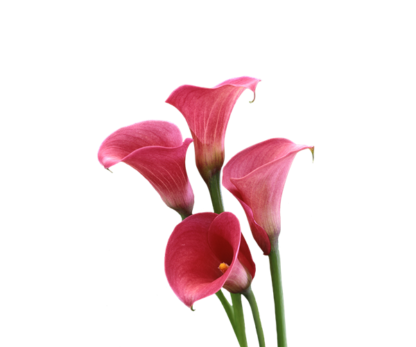 Lily Calla Red Transparent PNG Image