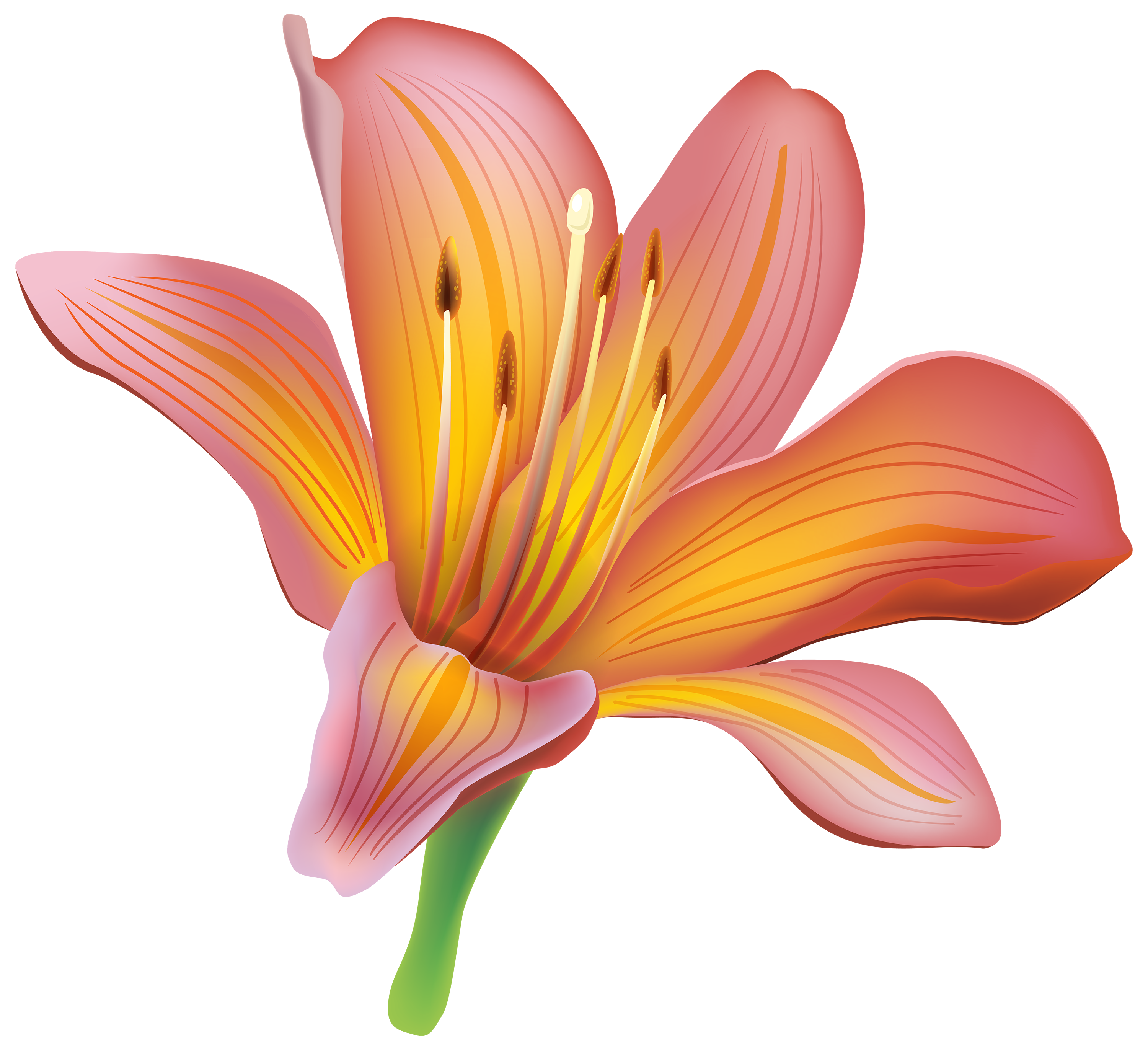 Lily Calla Red Transparent PNG Image