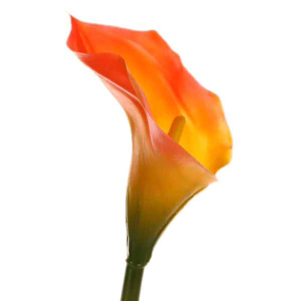 Lily Calla Red Transparent PNG Image