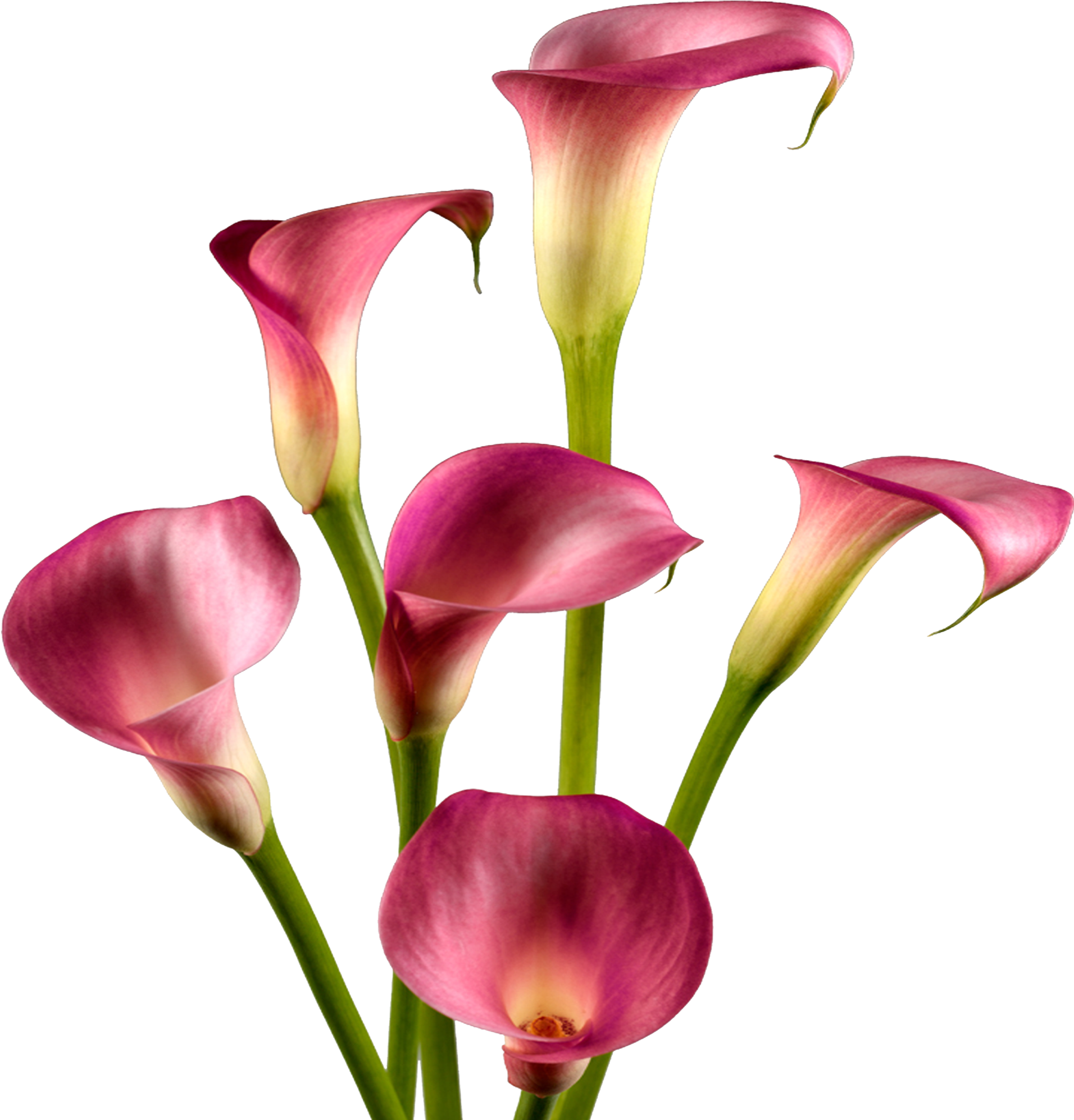 Lily Calla Red Transparent PNG Image
