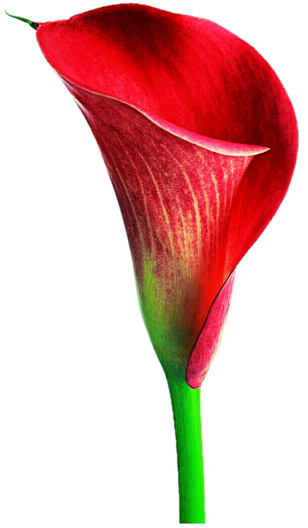 Lily Calla Red Transparent PNG Image