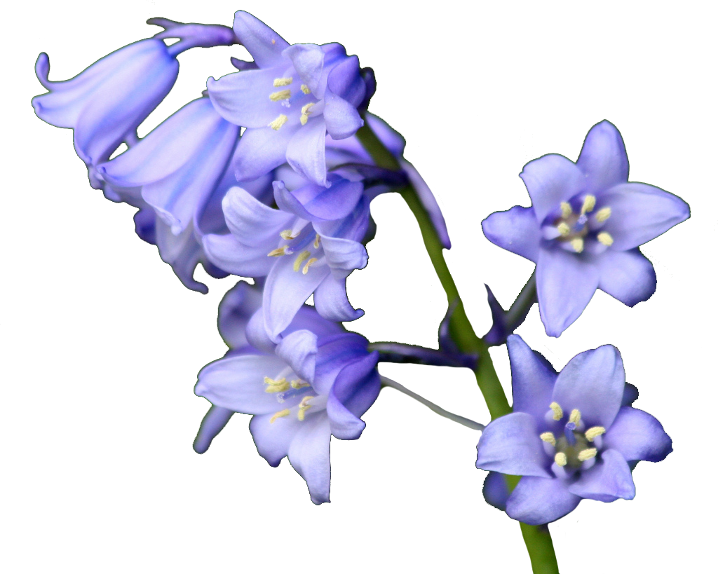 Flower Bluebells Transparent PNG Image