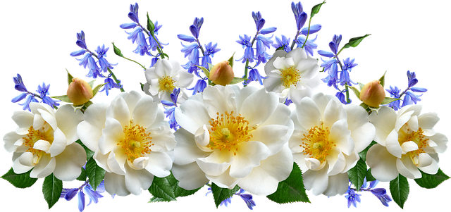 Flower Bluebells Transparent PNG Image
