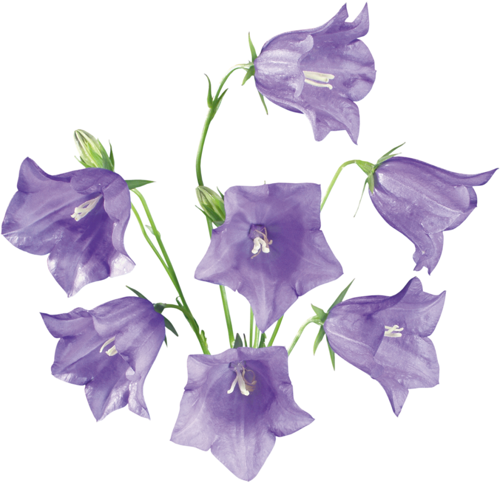 Flower Bluebells Transparent PNG Image