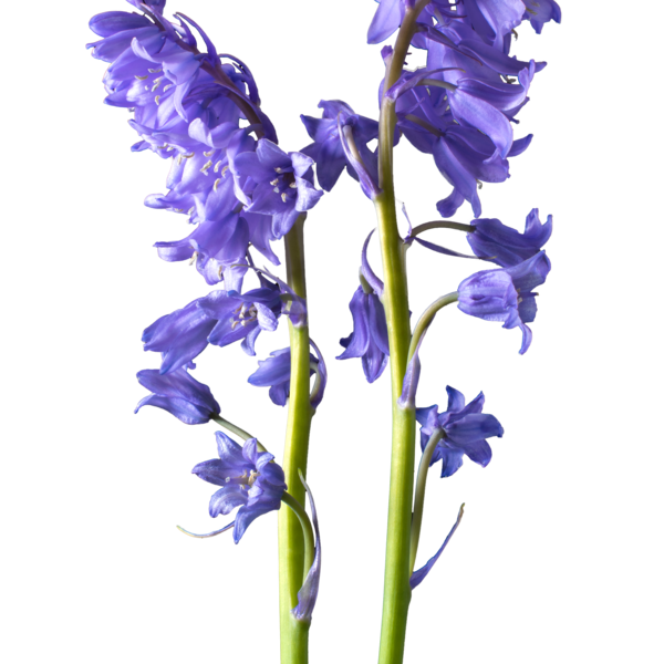 Flower Bluebells Transparent PNG Image