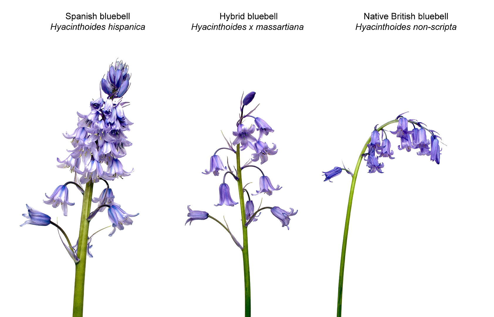 Flower Bluebells Transparent PNG Image