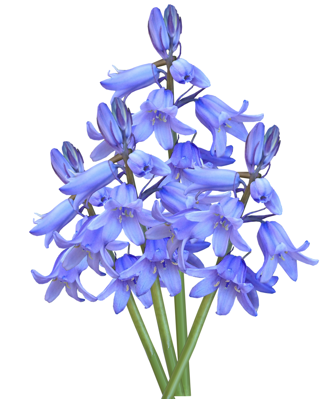 Flower Bluebells Transparent PNG Image