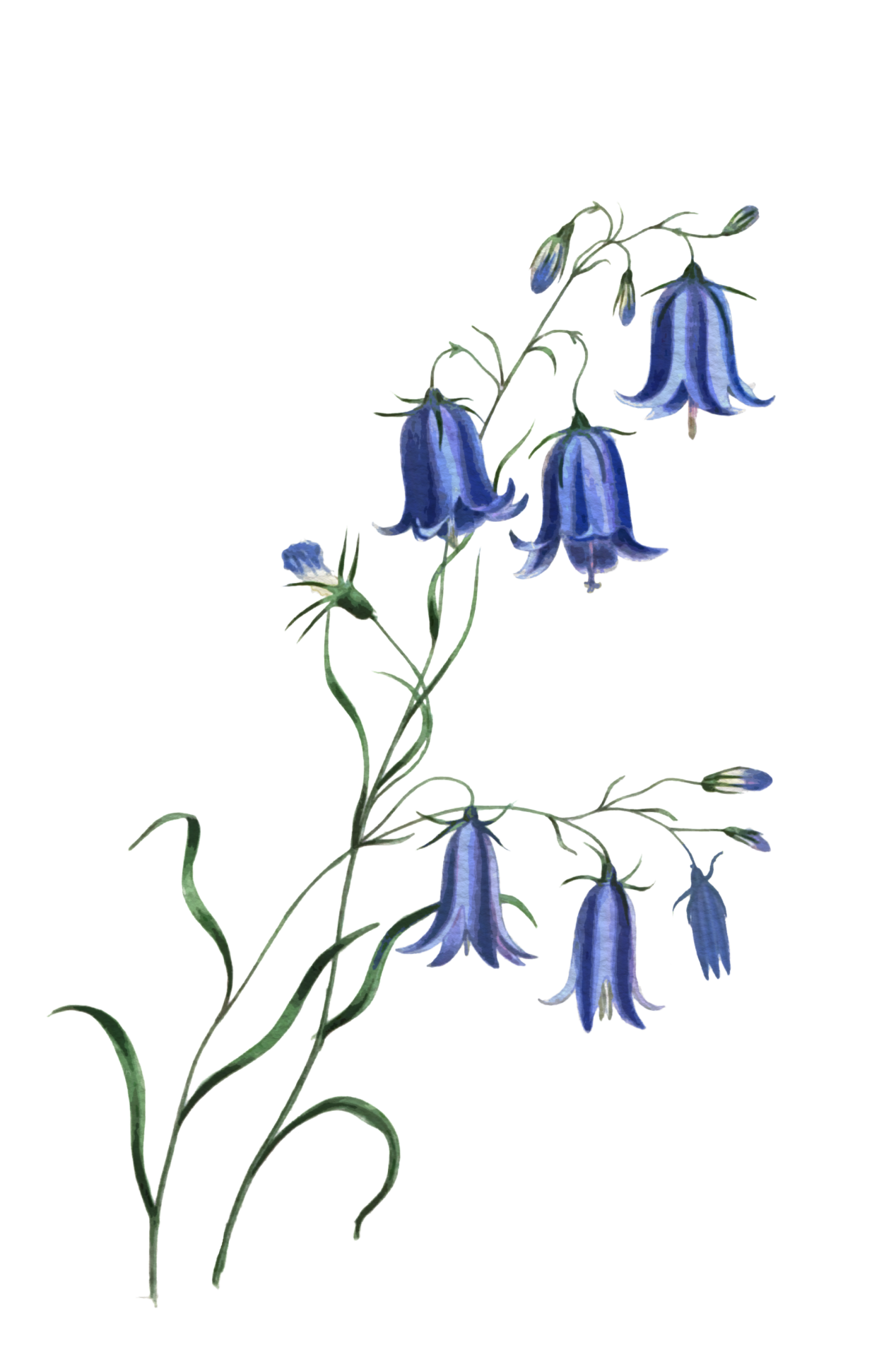 Bluebells Transparent PNG Image