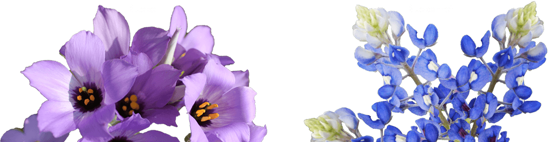 Bluebells Transparent PNG Image