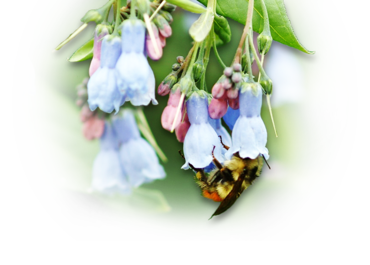 Bluebells Transparent PNG Image