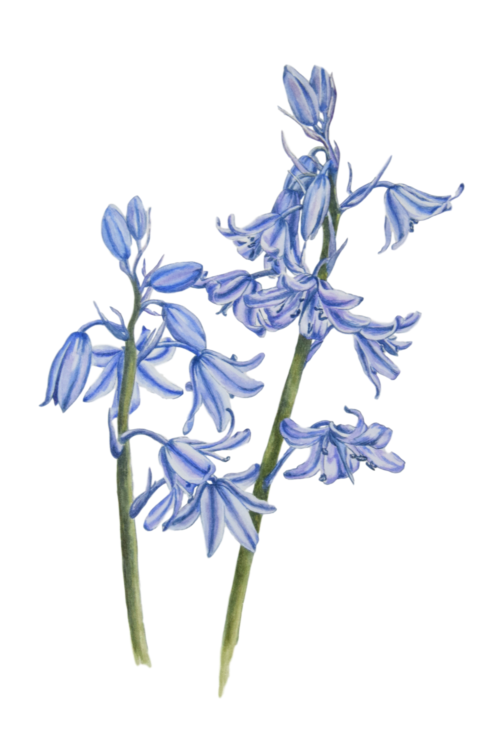 Bluebells Transparent PNG Image