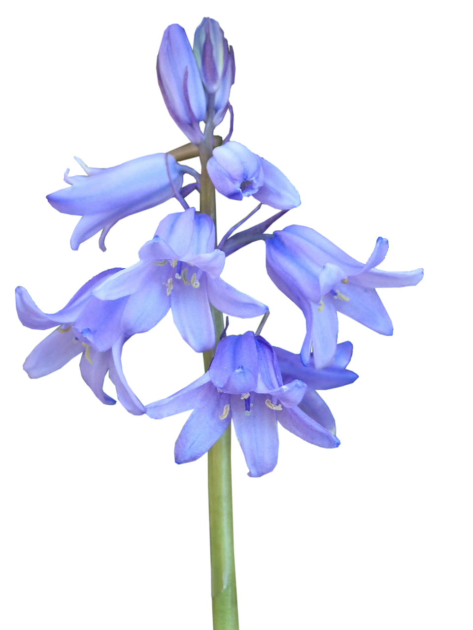 Pic Bluebells Transparent PNG Image